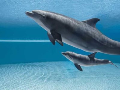 italian short story dolphins