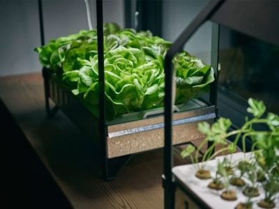 coltivare verdure dentro casa