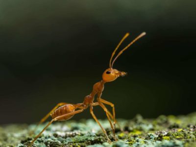 La piccola formica