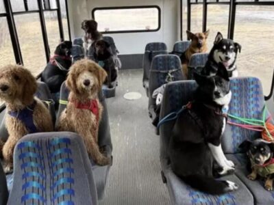 un autobus per cani