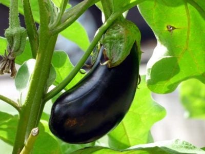how to say eggplant in Italian
