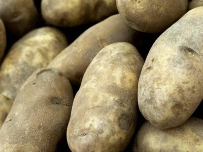 italian news potatoes
